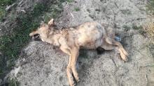 Znaleziono martwego wilka