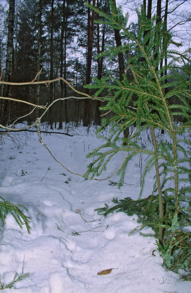 Wnyki są groźne nie tylko dla zwierząt, lecz także dla ludzi (fot. P. Fabijański)