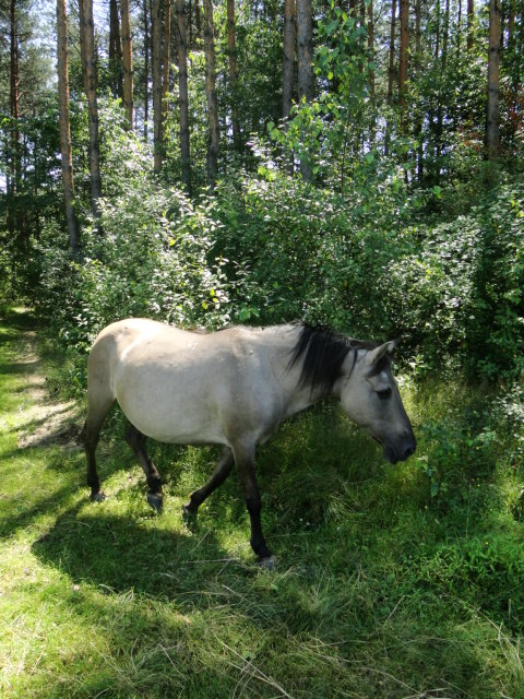 Koniki&#x20;polskie&#x20;w&#x20;zimowej&#x20;szacie&#x20;&#x28;fot&#x2e;&#x20;Łukasz&#x20;Kłeczek&#x29;