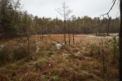 Rezerwat&#x20;Bagno&#x20;Przecławskie