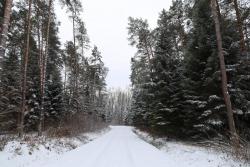 Leśnictwo&#x20;Goleszów&#x20;zimą