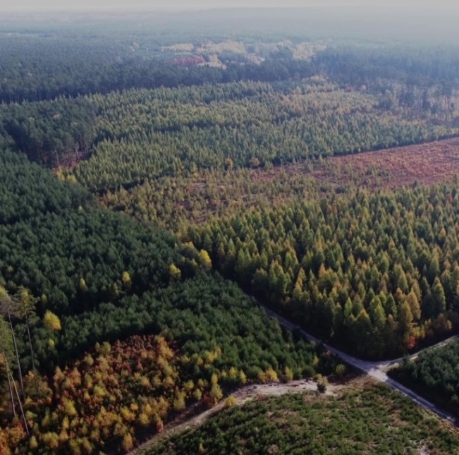 Lasy&#x20;Nadleśnictwa&#x20;Tuszyma